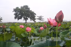Thua Thien-Hue kicks off Lotus Festival 2018 