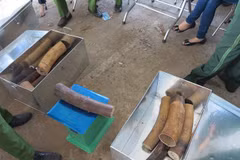 Ivory, pangolin scales seized in Da Nang
