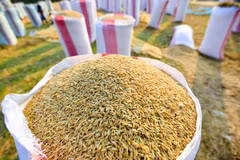 Cambodian rice production up 5.7 percent