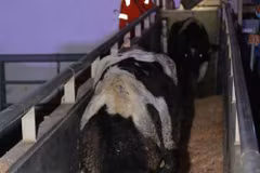 TH Group imports more dairy cows from US 