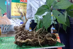 Ngoc Linh ginseng gets expanded GI recognition