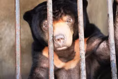 Sun bear rescued in Tay Ninh after 15 years in captivity
