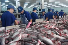 Shortages of material tra fish continue