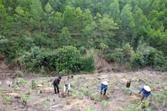 Additional 40,720 hectares of forest planted in northern region