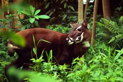 Thua Thien-Hue enhances animal protection in nature reserves