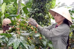 Vietnam expects to export 1.7 mln tonnes of coffee this year 