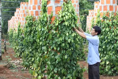 Quang Tri selects local products to join national staples