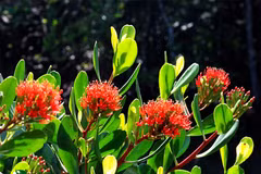Con Dao national park’s old trees seek national heritage recognition