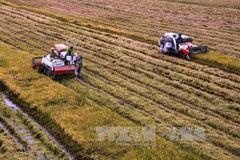 Sustainable agro-project benefits 27,650 farmers in Can Tho