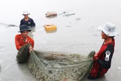 Ca Mau’s seafood exports fall