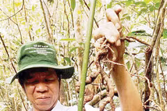 Precious ginseng found in Quang Nam