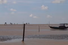 Tien Giang's coastal district expands clam farming area