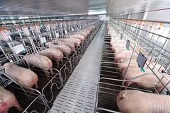Hai Phong city takes action to control African swine fever 