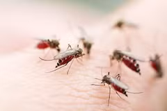 Philippines records more than 188,000 dengue cases in eight months