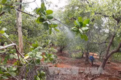 Dutch company eyes 5,000 ha of clean cashew land in Binh Phuoc