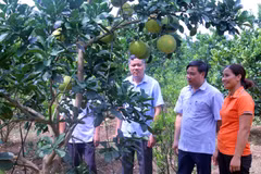 Farm-based economy contributes to new rural area building in Bac Ninh