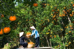 Vinh Long: unique tourism products key to attract visitors 