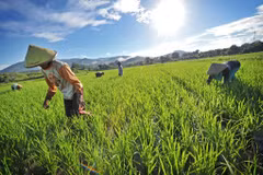 Indonesia works to improve rice irrigation 