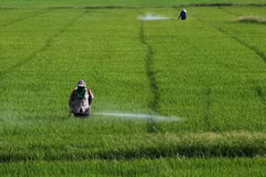 Thailand ceases licensing agricultural chemicals