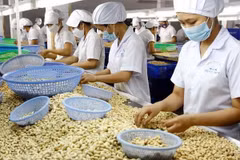 Vietnam’s cashew nut exports to China surge in nine months