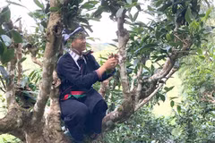 Ancient tea trees get top recognition and protection