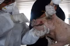 Laos confirms first outbreaks of African swine fever