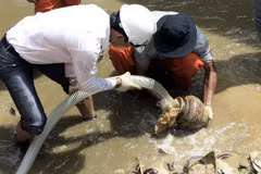 Excavation of ancient ship in Dung Quat Harbour halted