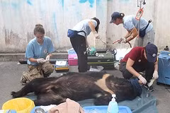 Three captive bears in Dong Nai sent to sanctuary 
