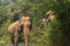 Animals Asia funds elephant conservation project in Dak Lak 
