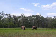 Two elephants released back to the wild