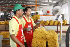 Rubber exports up in volume, down in value 