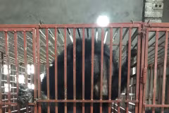 Nghe An: Three bears sent to Ninh Binh bear protection centre