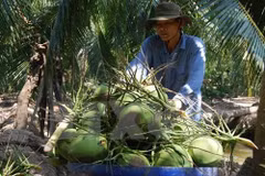 Ben Tre’s export turnover up nearly 14 percent in H1 