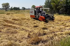 Thailand’s paddy output to decline in 2019-2020 season