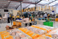 First Vietnamese factory inaugurated in Cuba