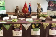 Australia to boost trade ties with Vietnam through table grapes