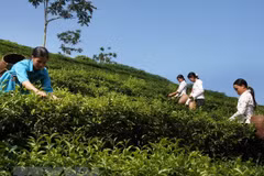 Vietnam’s tea exports edge up 15.4 percent in Q1