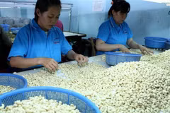 Vietnamese cashew sector seeks to increase export value