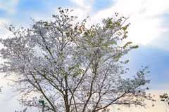 Ban flower festival to bring beauty of mountains to capital