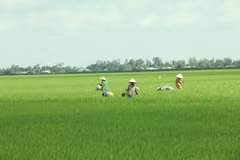 Mekong Delta may face more serious saline intrusion this dry season