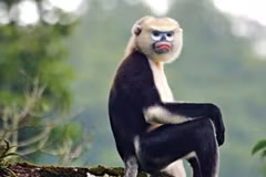 Ha Giang makes progress in Tonkin snub-nosed monkey conservation