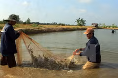 Ca Mau builds brands for agro-forestry-fishery staples