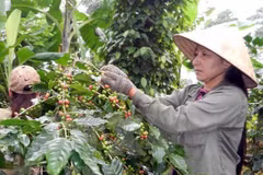 Vietnam’s coffee exports to Algeria rise sharply 