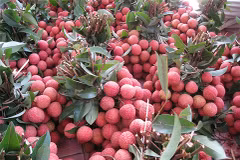 Measures sought to help Bac Giang export more lychee