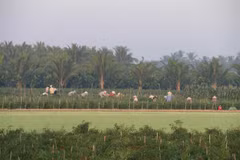 Rice farmers switch to corn as fresh water supply shrinks