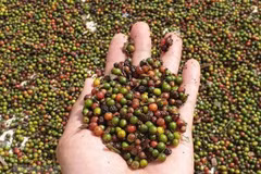 Int’l pepper conference opens in Ba Ria-Vung Tau