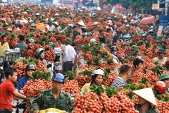 Bac Giang’s lychee revenue reaches 60-year high 