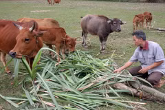 Nearly 28 billion VND to ease poverty in Long An province