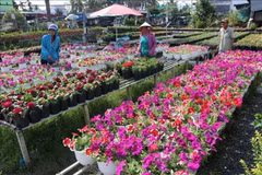 Mekong Delta province enjoys boom in agrotourism
