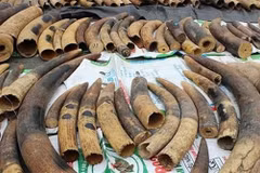 Over 7.4 tonnes of ivory, pangolin scales seized in Hai Phong